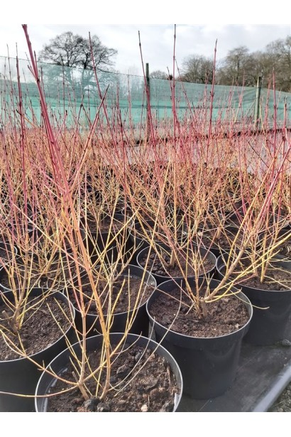 Дерен пурпурово- червоний Мідвінтер Фаєр 